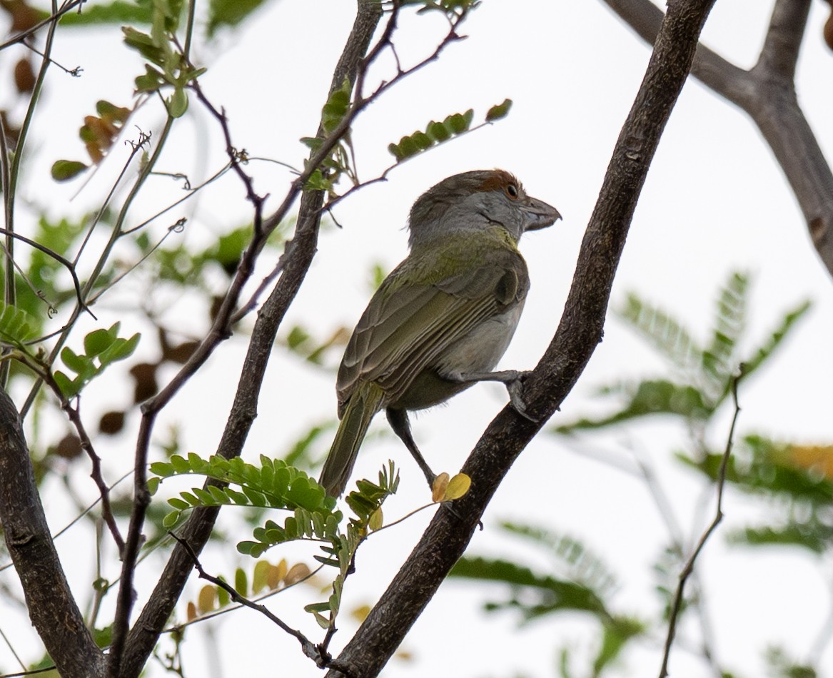 アカマユカラシモズ - ML646141941