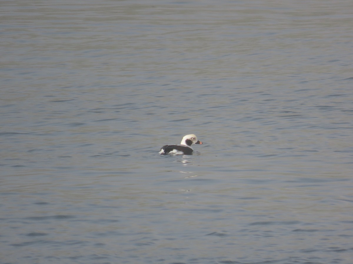 コオリガモ - ML646141942