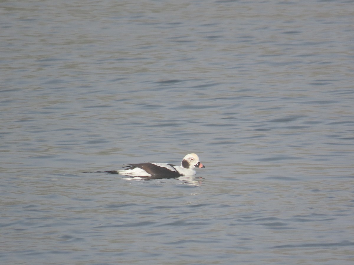 コオリガモ - ML646141943