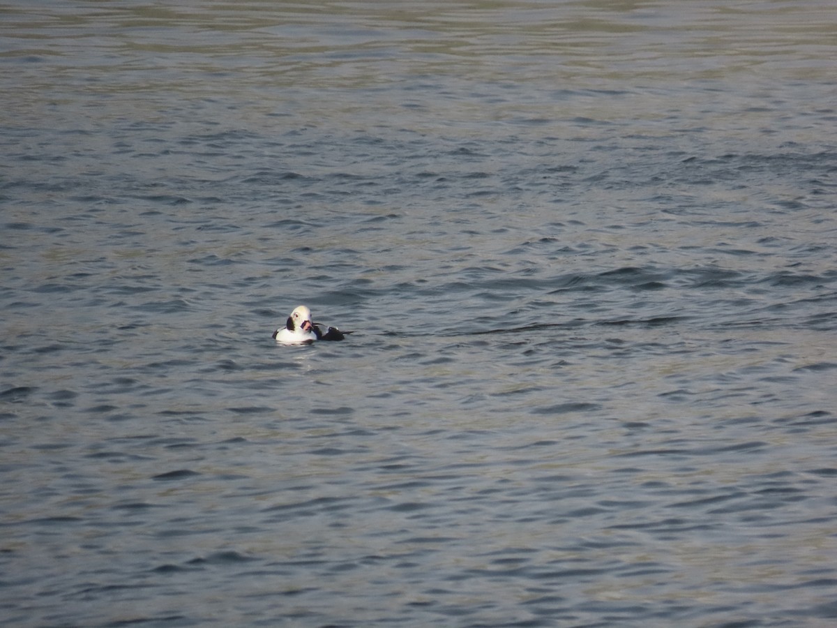 コオリガモ - ML646141944