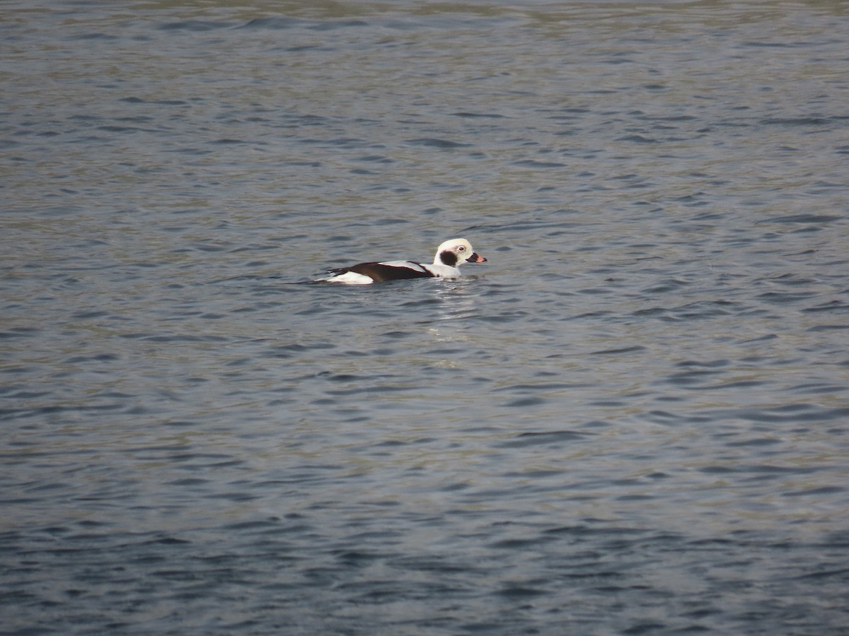 コオリガモ - ML646141945