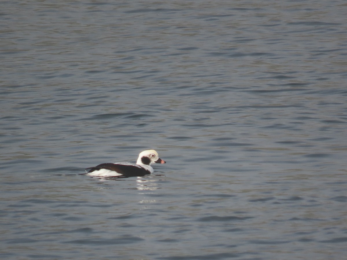 コオリガモ - ML646141946