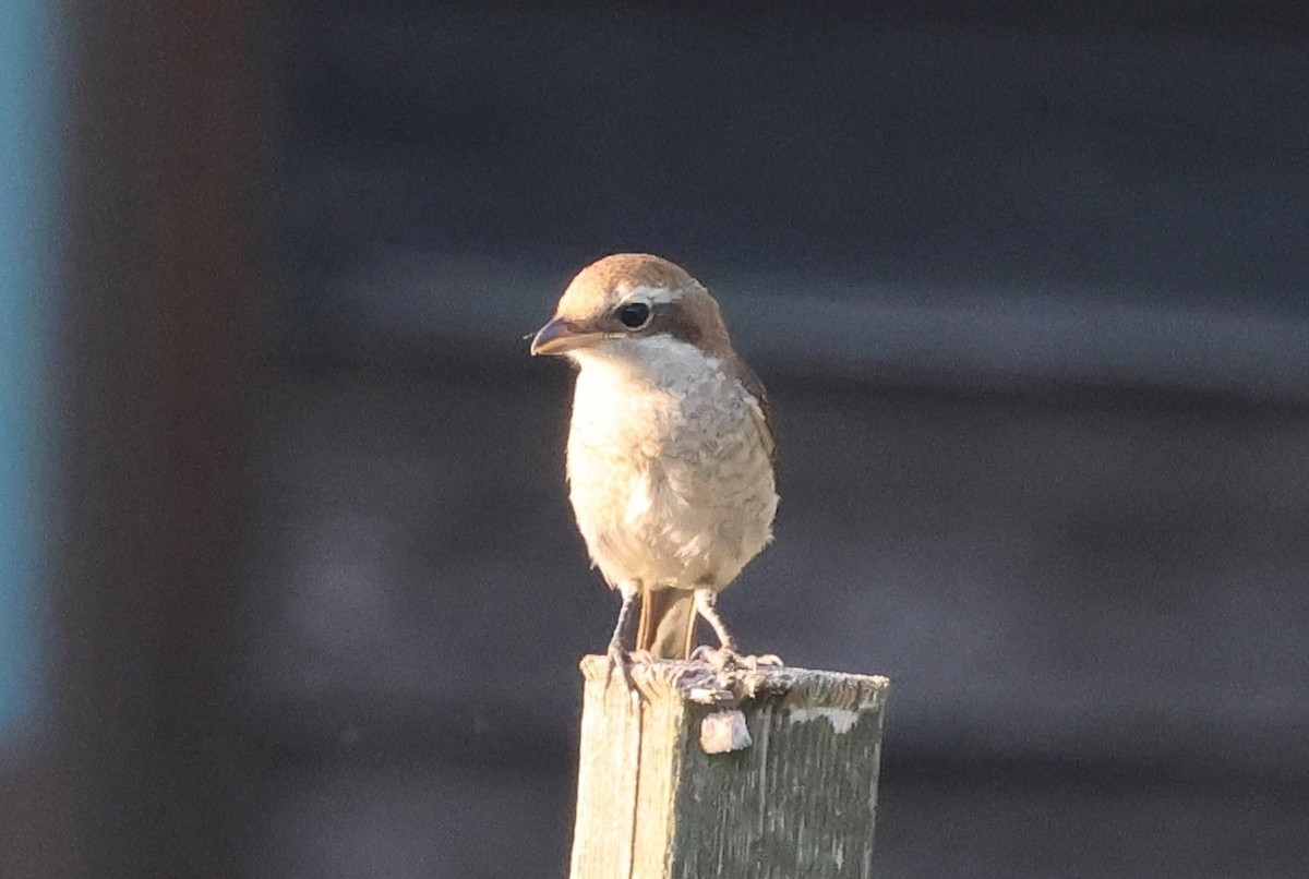 モズ - ML646141947