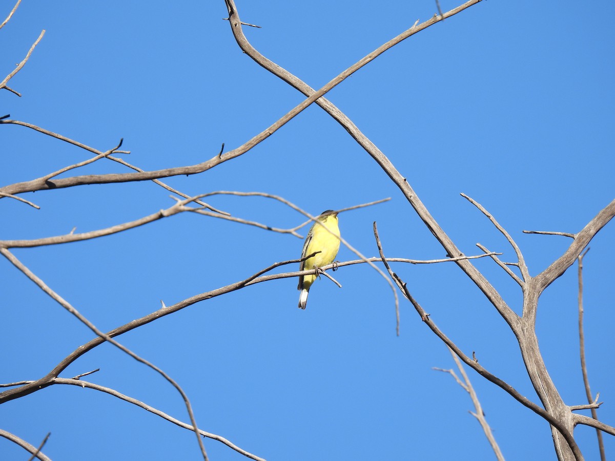 ヒメキンヒワ - ML646141948