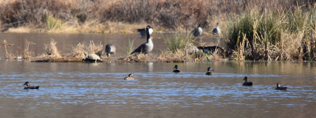 オカヨシガモ - ML646141950