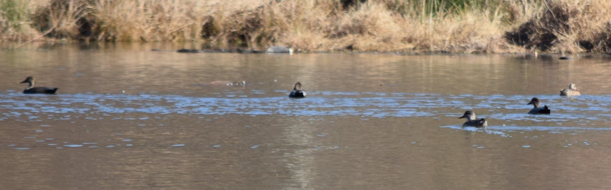 オカヨシガモ - ML646141951