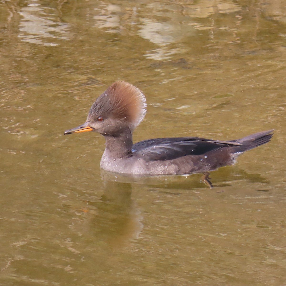 オウギアイサ - ML646141952