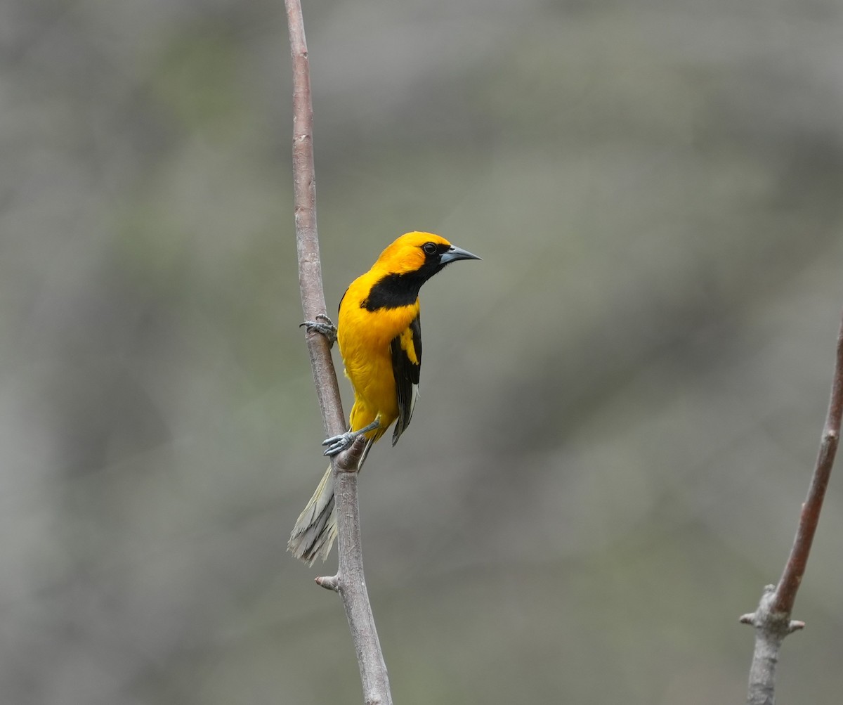 サバクムクドリモドキ - ML646141953