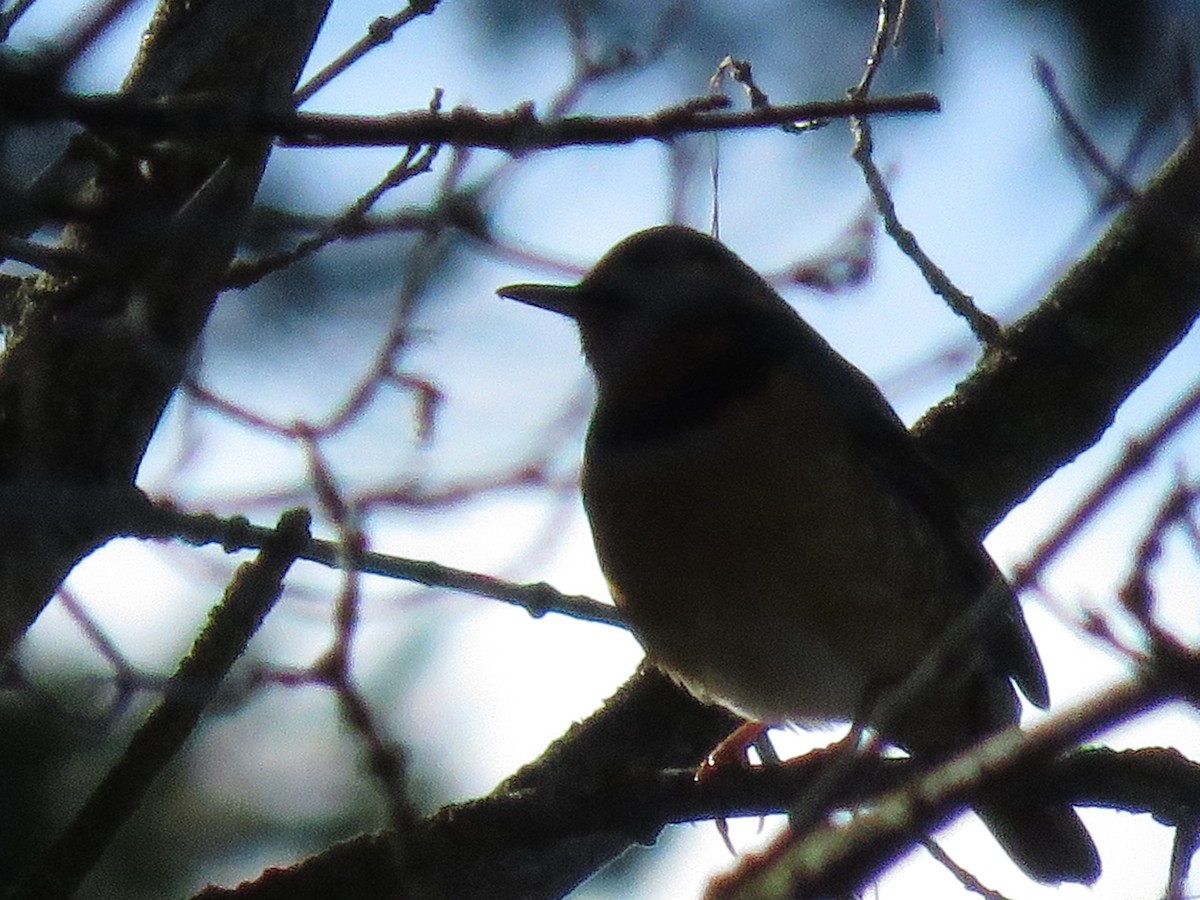 Halsbanddrossel - ML646141954