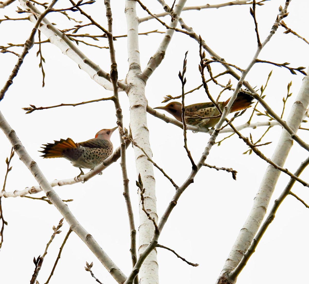 ハシボソキツツキ - ML646141955