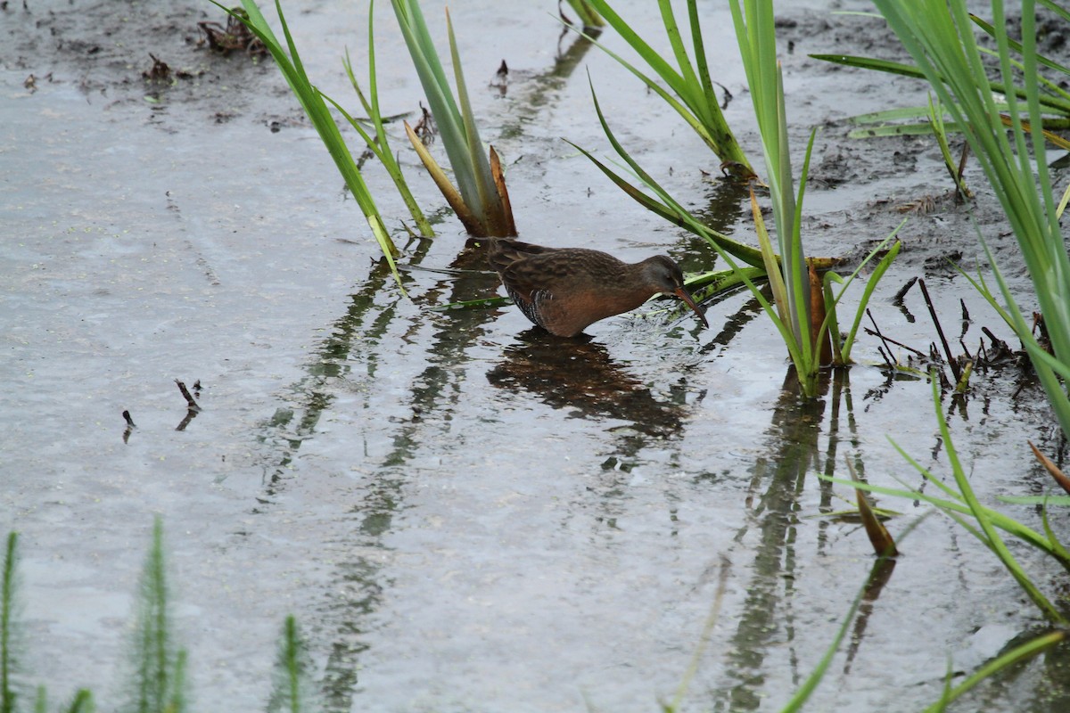 コオニクイナ - ML646141956