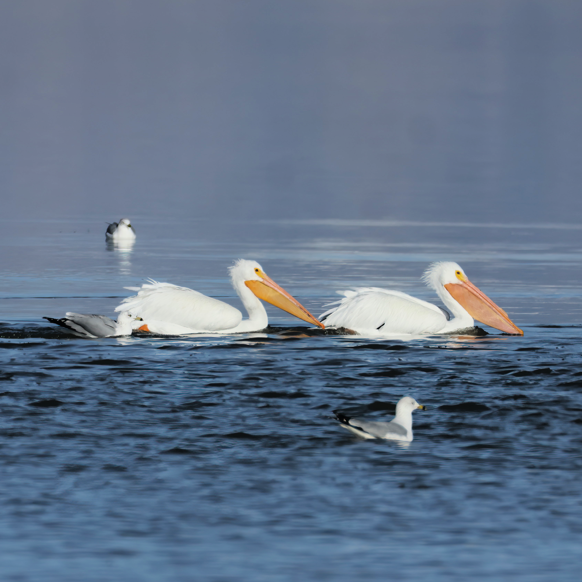 American White Pelican - ML646141957