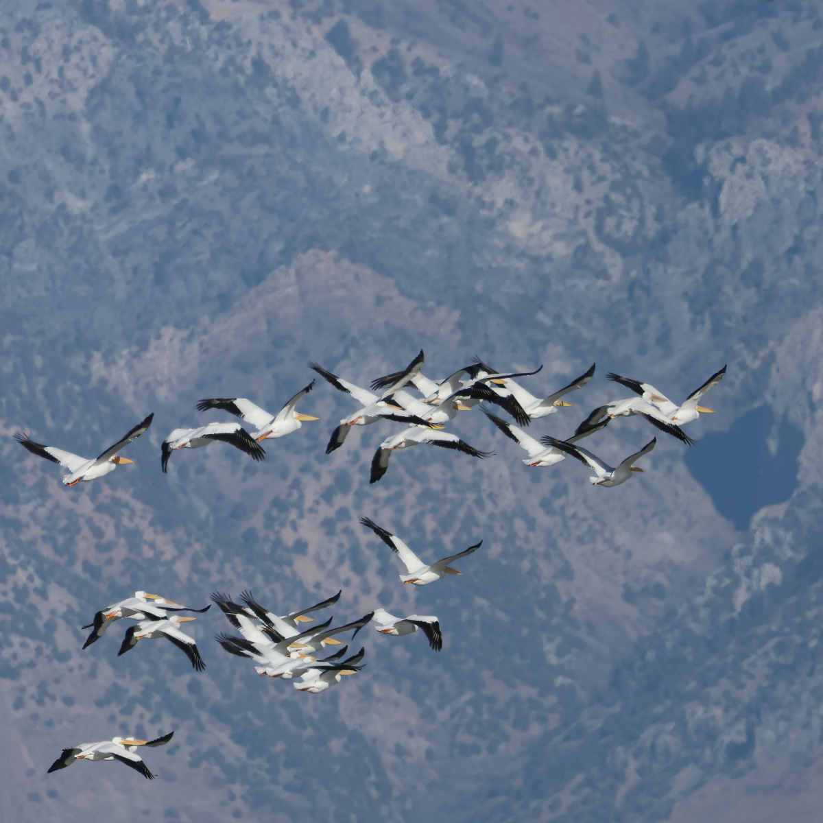 American White Pelican - ML646141961