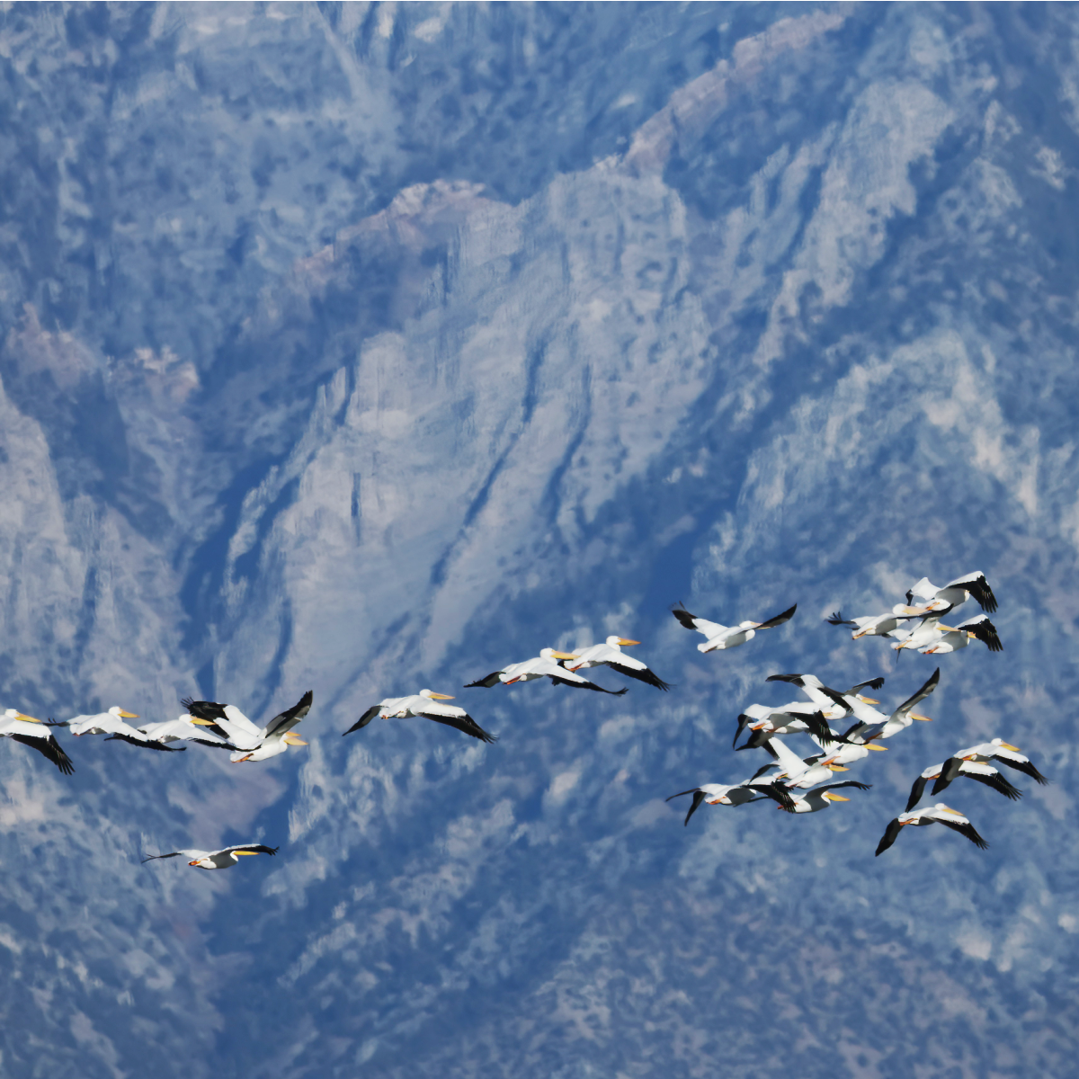 American White Pelican - ML646141963