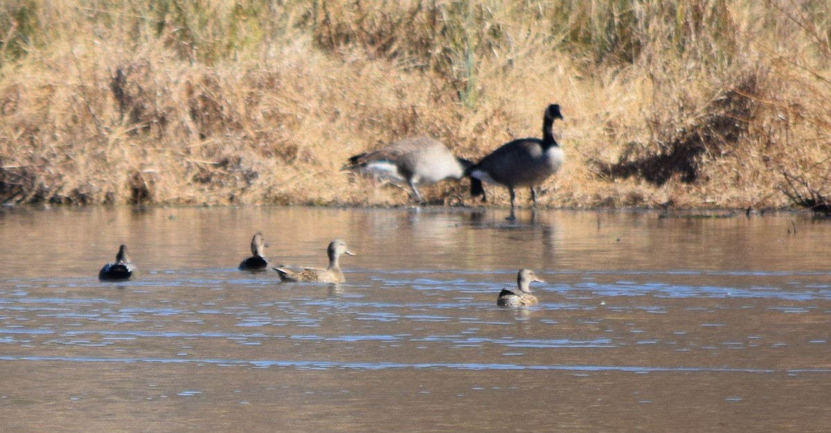 オカヨシガモ - ML646141965