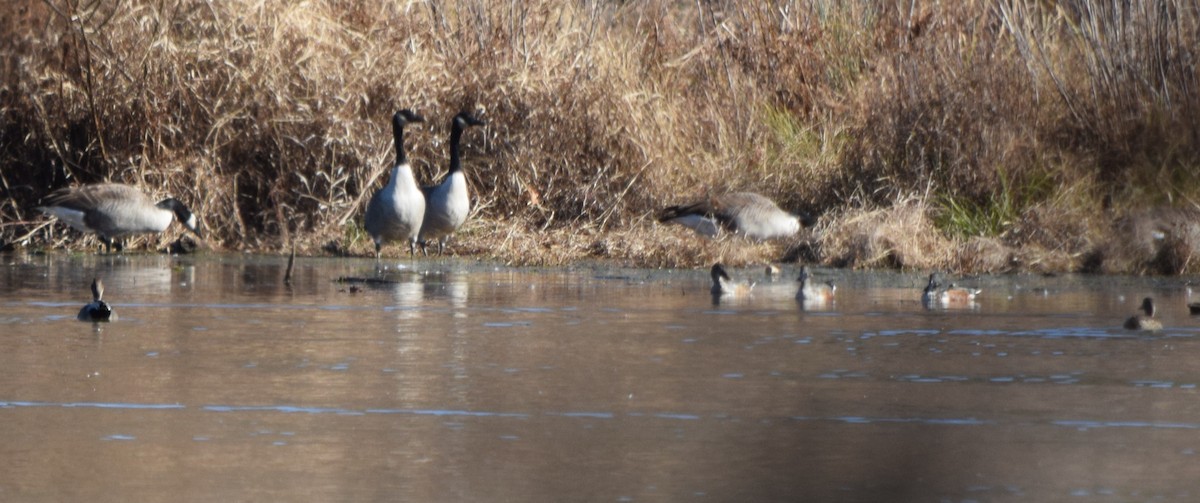 オカヨシガモ - ML646141966