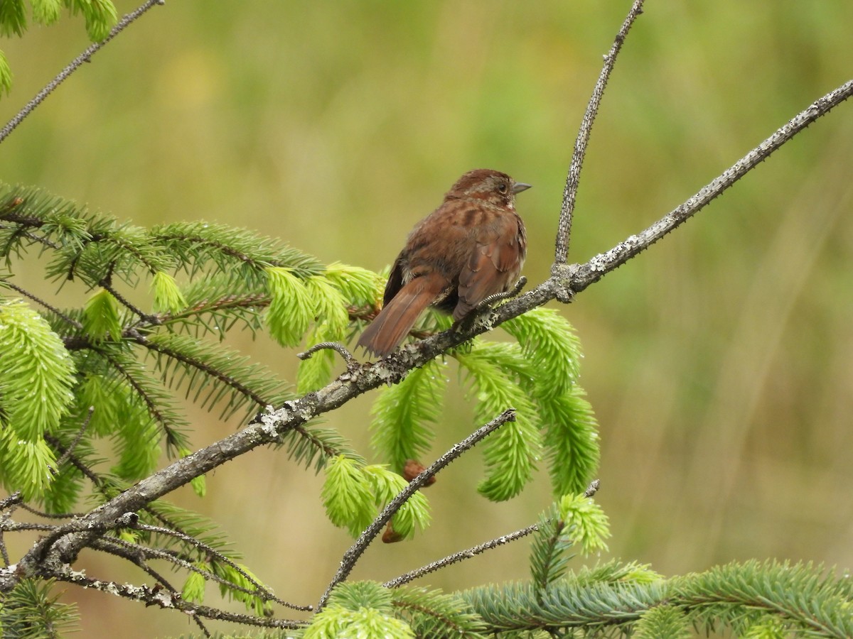 Song Sparrow - ML646141967