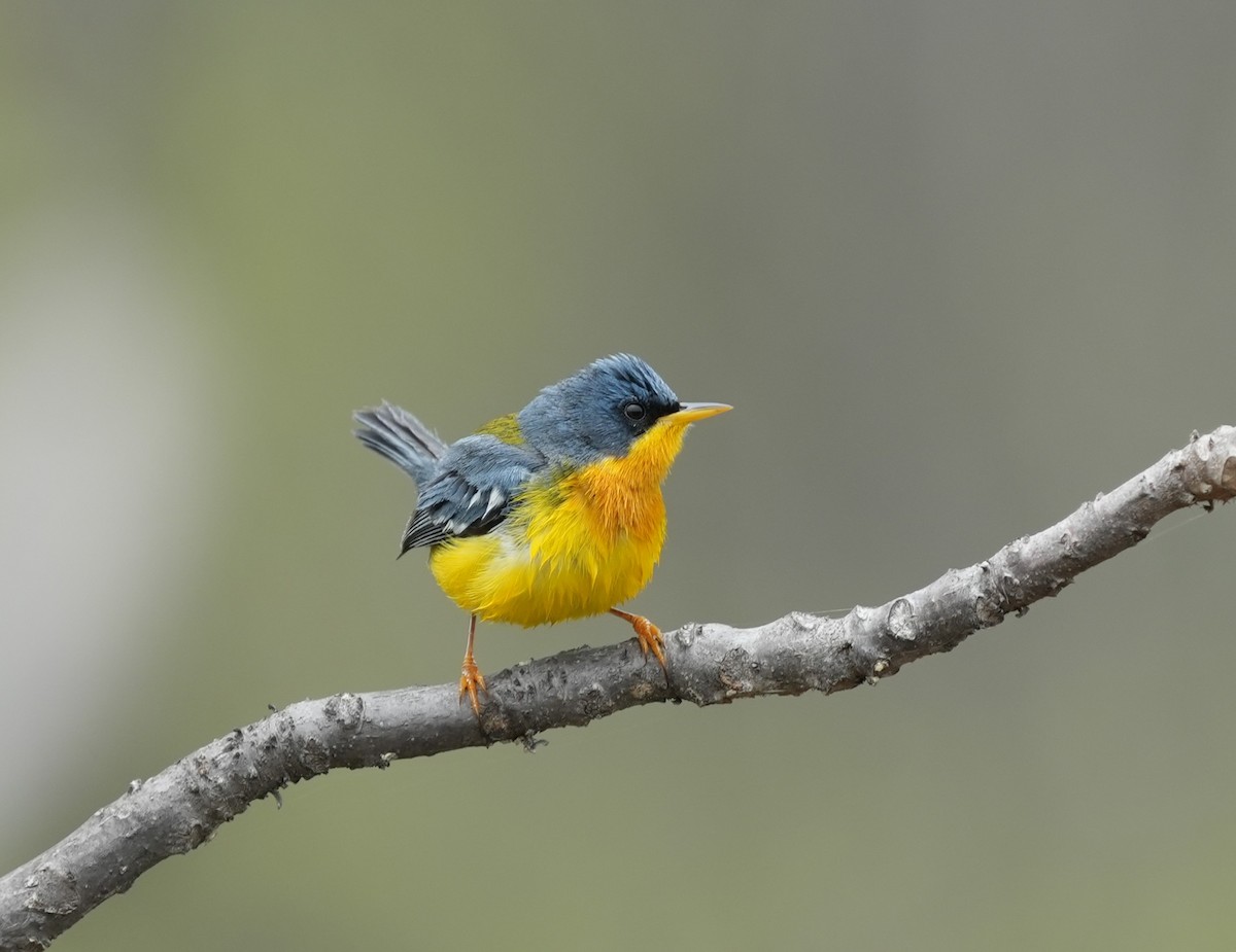 Tropical Parula - ML646141972