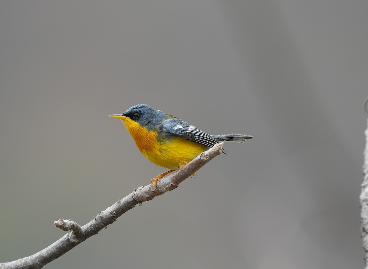 Tropical Parula - ML646141973