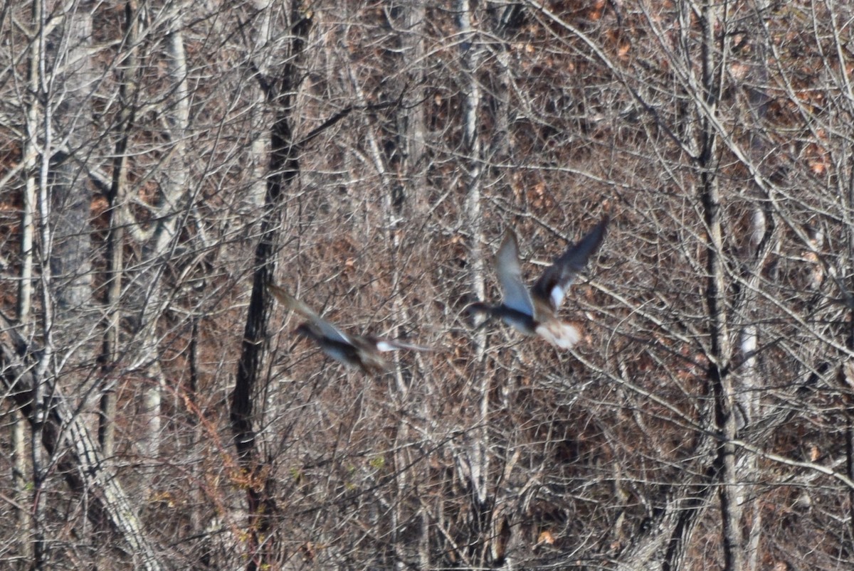 オカヨシガモ - ML646141975