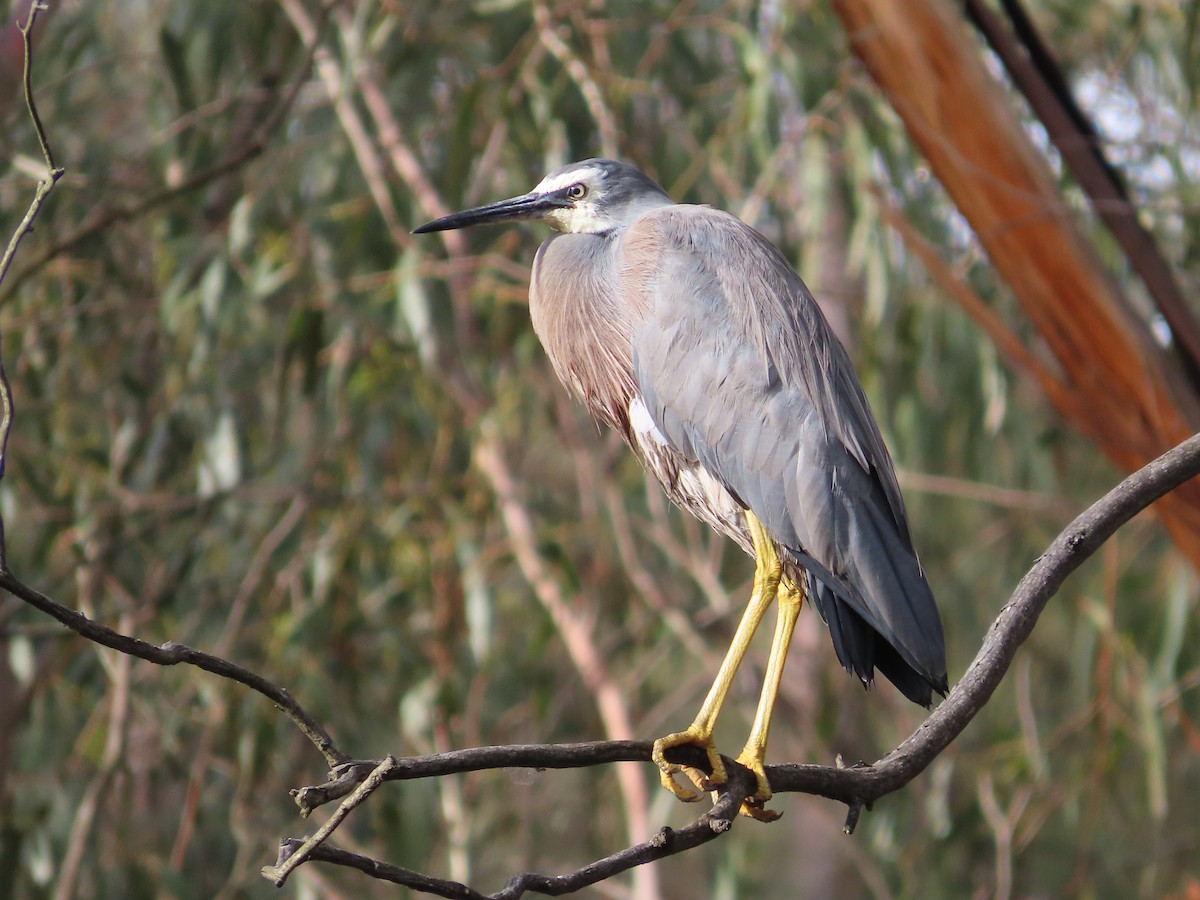 White-faced Heron - ML646141979