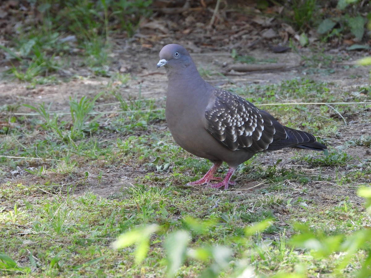 Spot-winged Pigeon - ML646141982