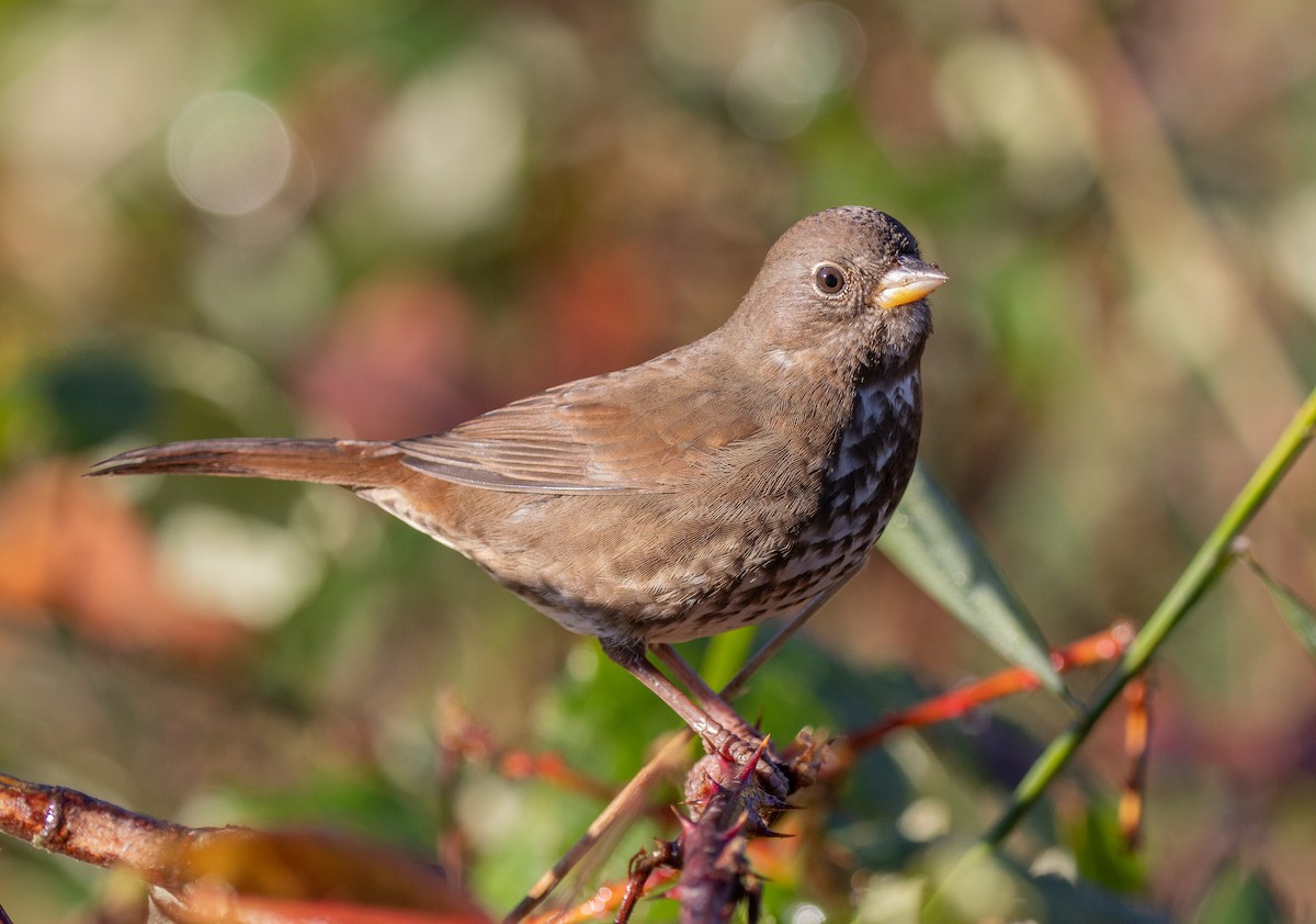 Fox Sparrow (Sooty) - ML646141983