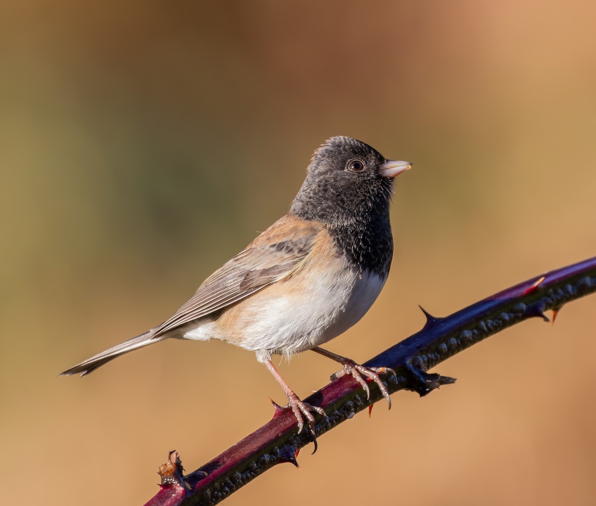 Dark-eyed Junco (Oregon) - ML646141989