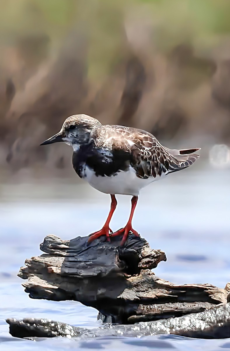Ruddy Turnstone - ML646141991