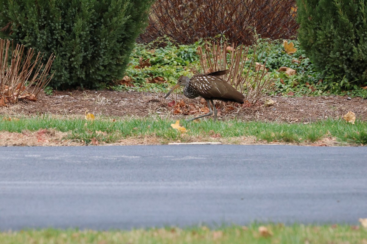 Limpkin (Speckled) - ML646141992