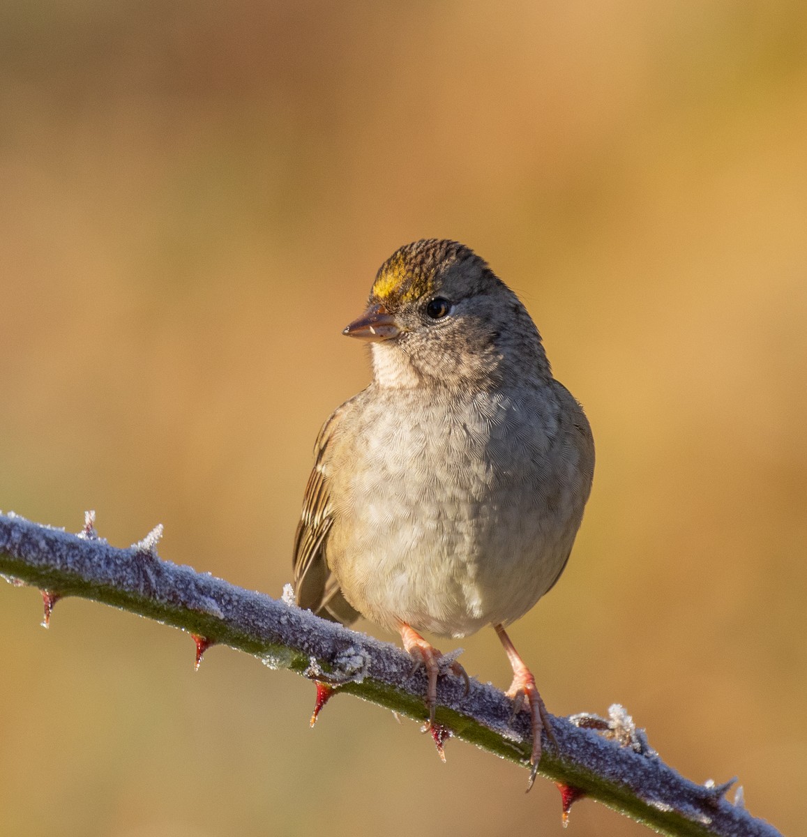 Golden-crowned Sparrow - ML646141993