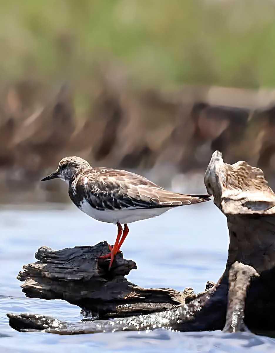Ruddy Turnstone - ML646141995