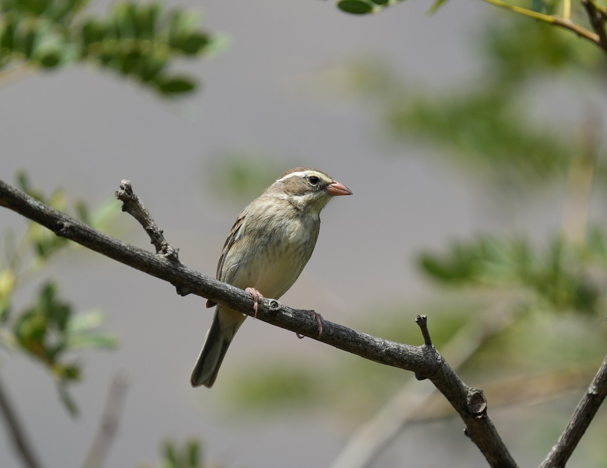 Collared Warbling Finch - ML646141996