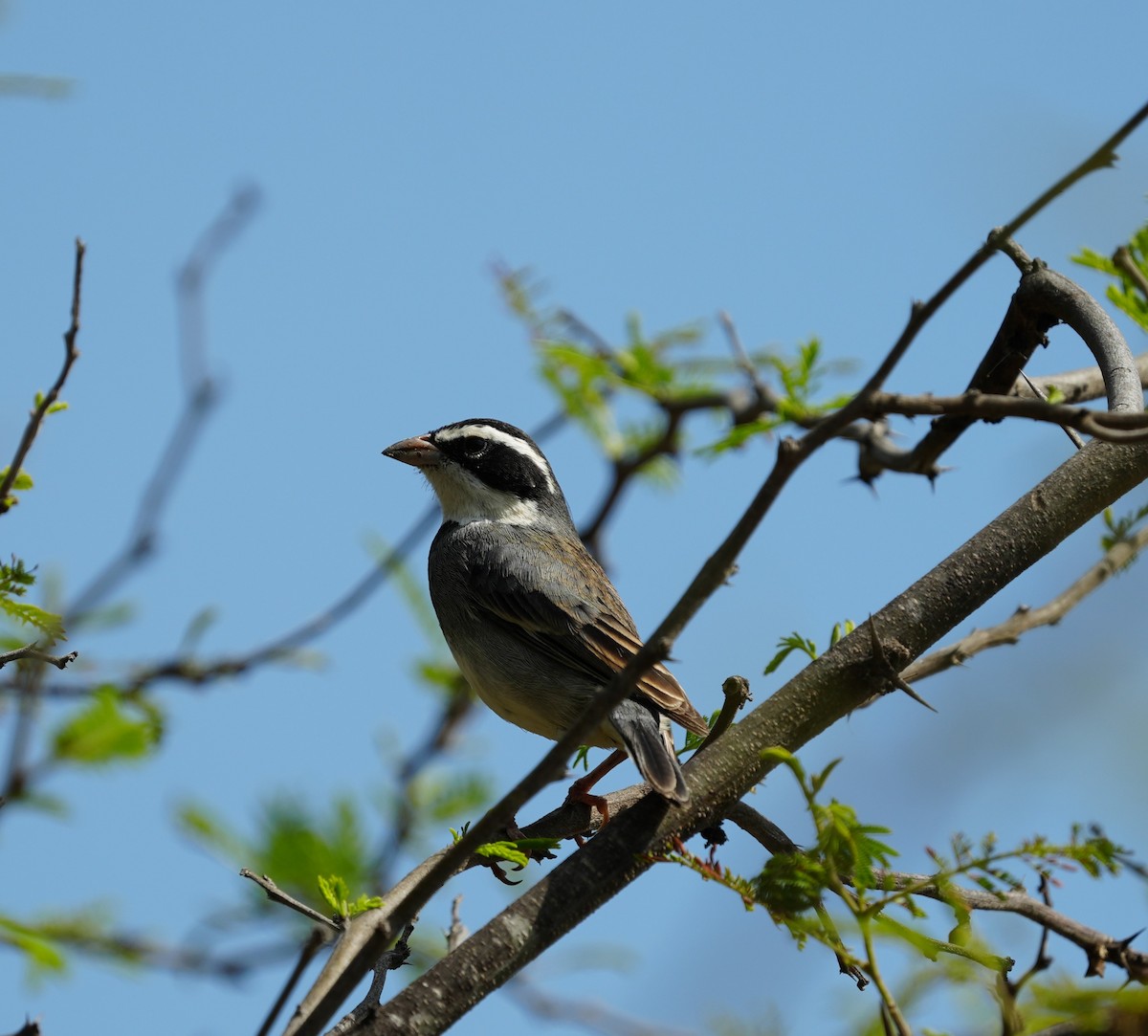 Collared Warbling Finch - ML646141997