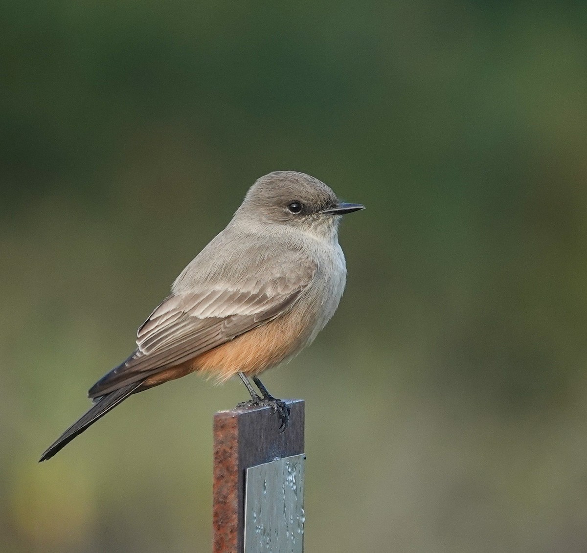 Say's Phoebe - ML646141999