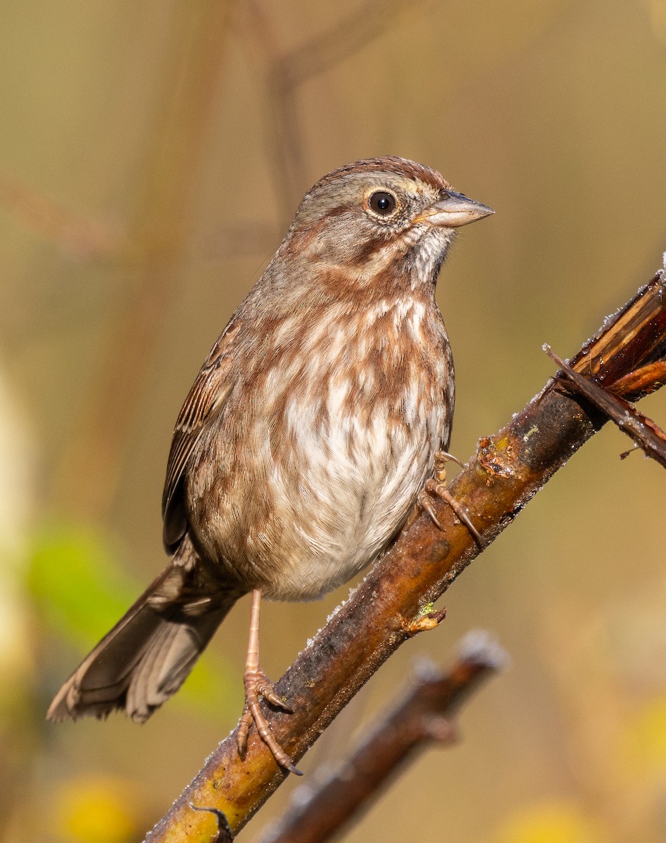 Song Sparrow - ML646142002