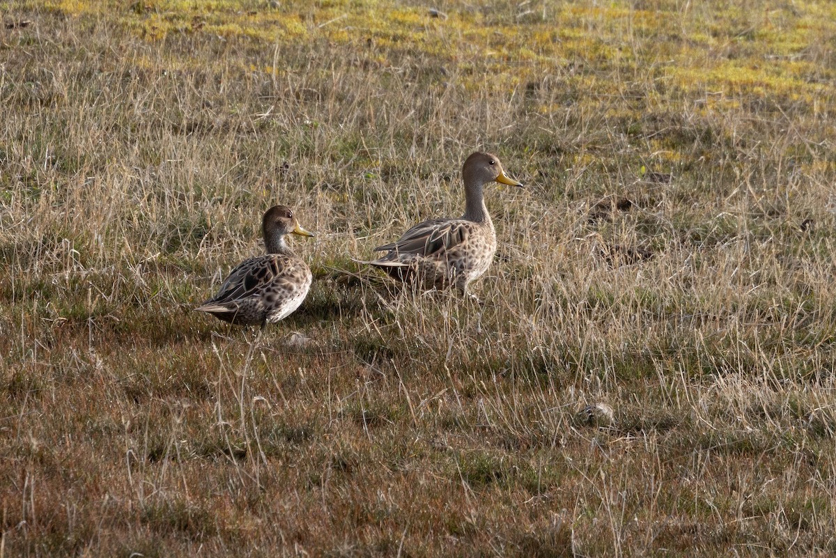 Ahate ziri-buztana - ML646142004