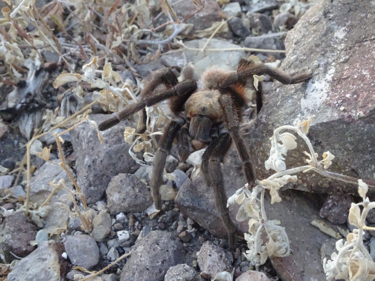 Tarantulas - ML646142005