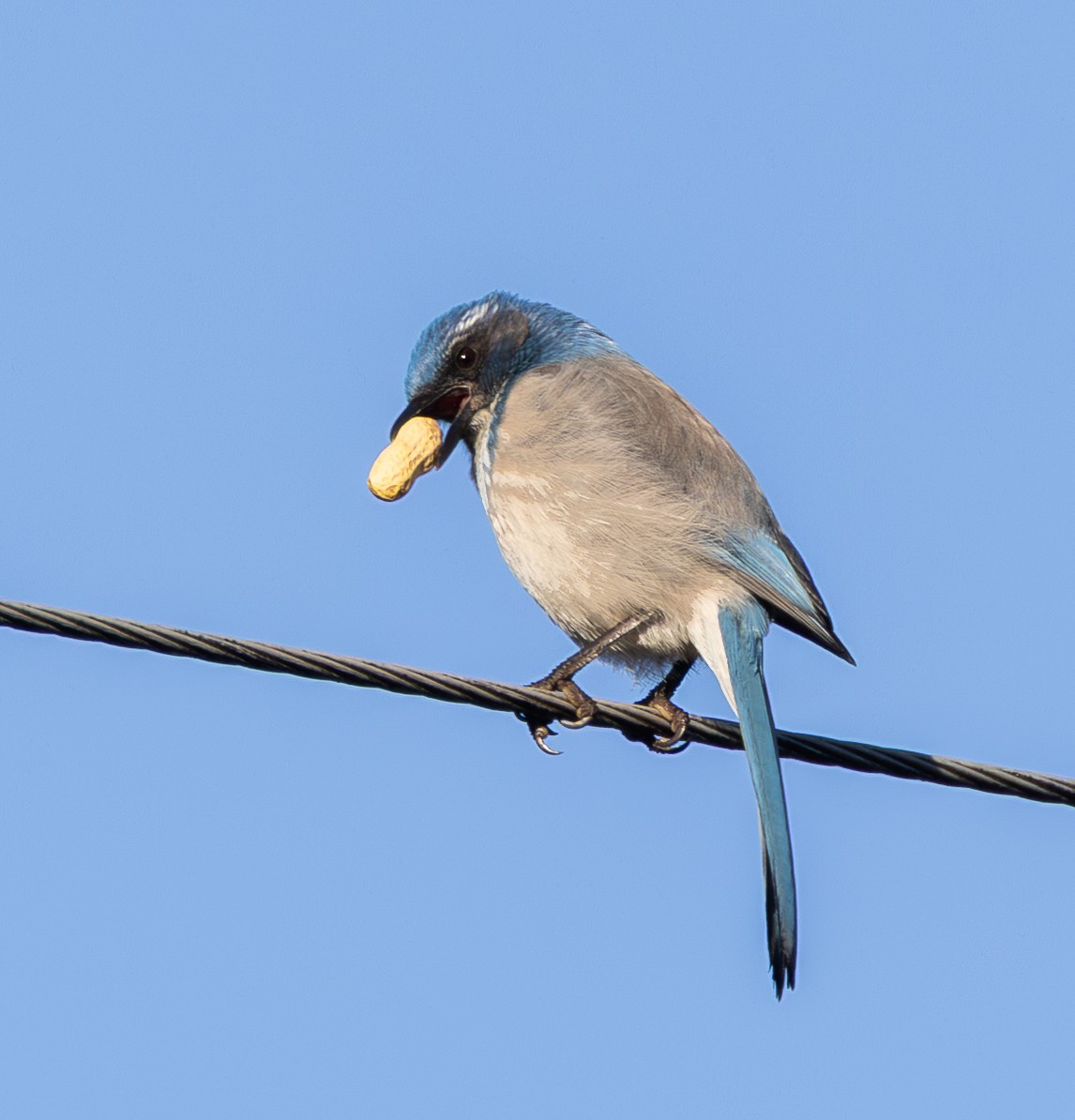 California Scrub-Jay - ML646142014