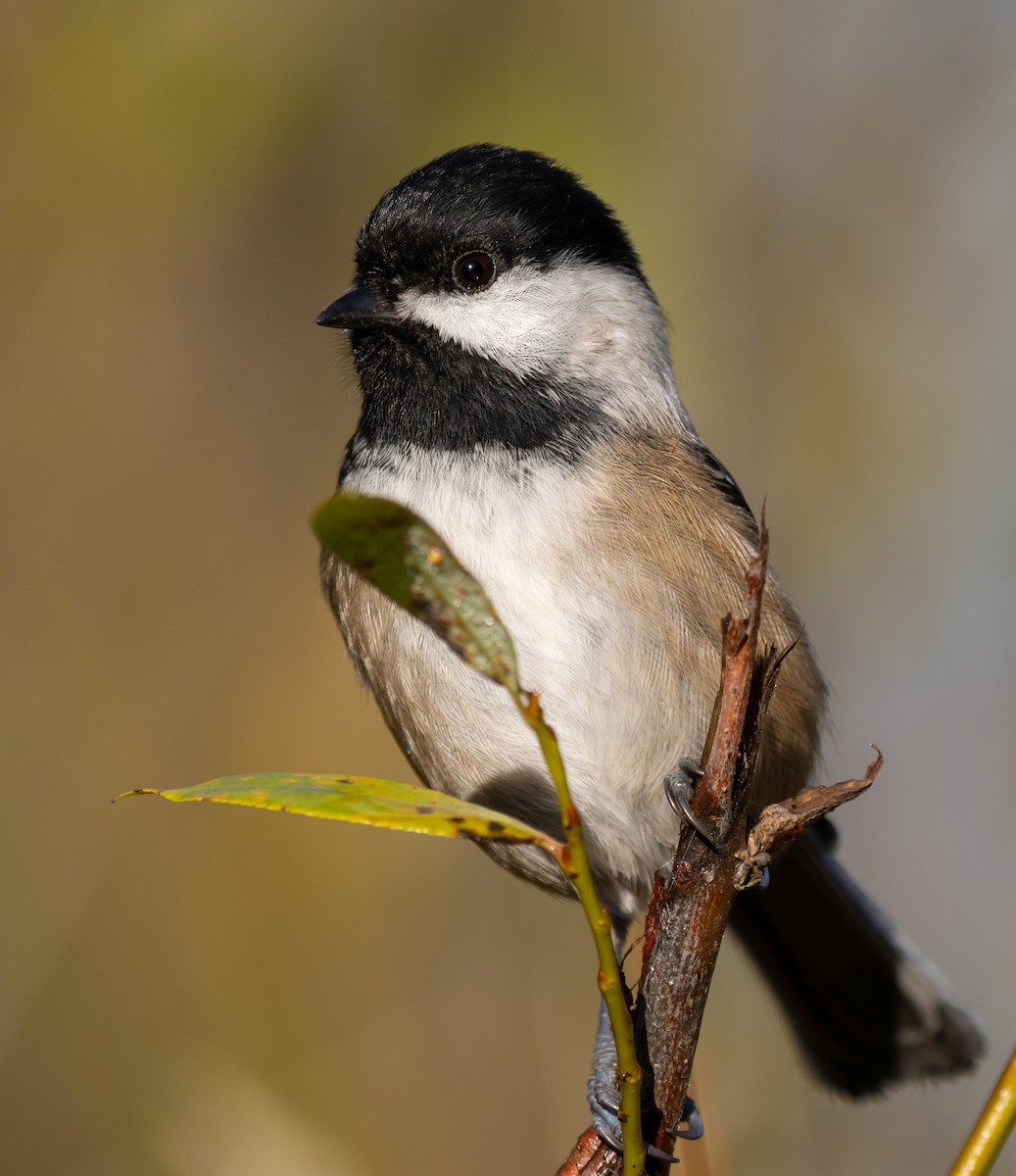 Black-capped Chickadee - ML646142018