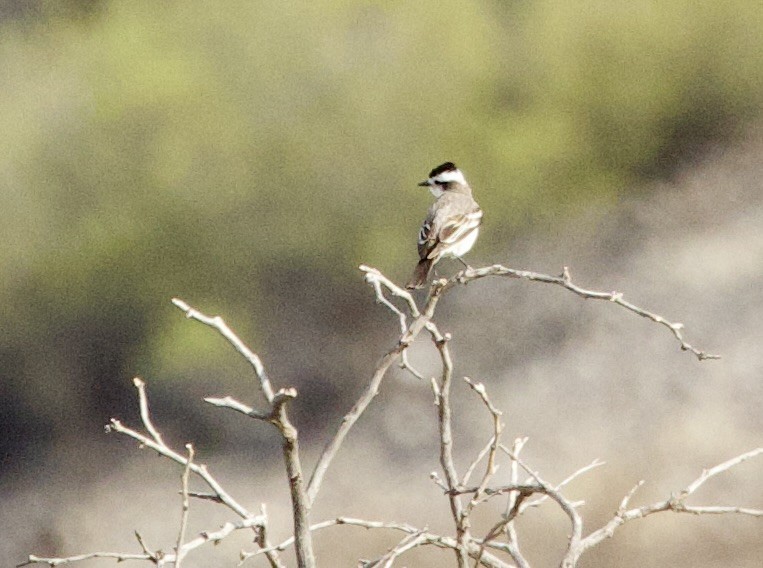 Black-crowned Monjita - ML646142025