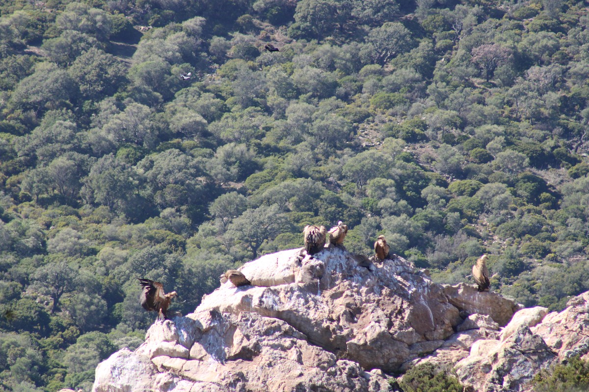 Eurasian Griffon - ML646142030