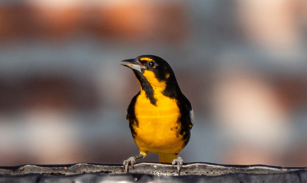 Мексиканский трупиал - ML646142033