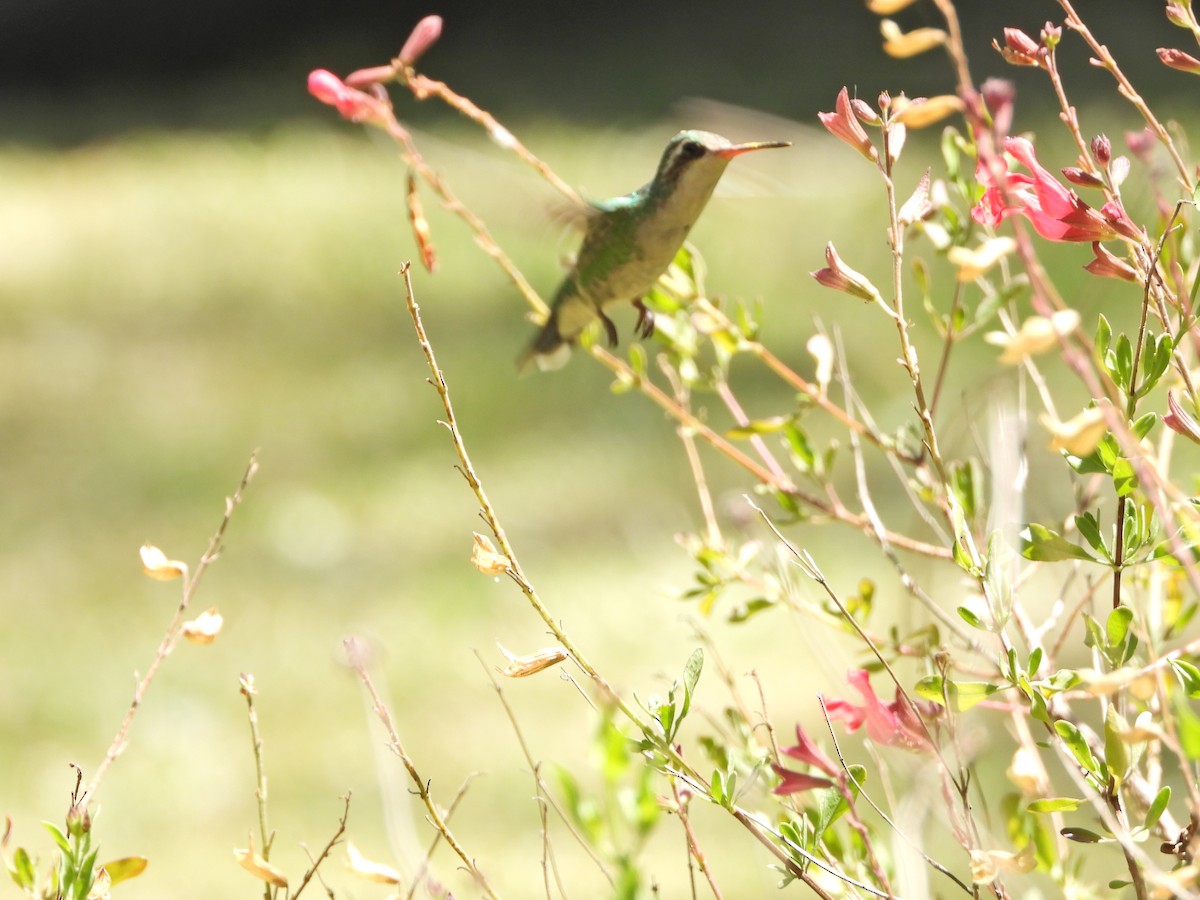 Glittering-bellied Emerald - ML646142035