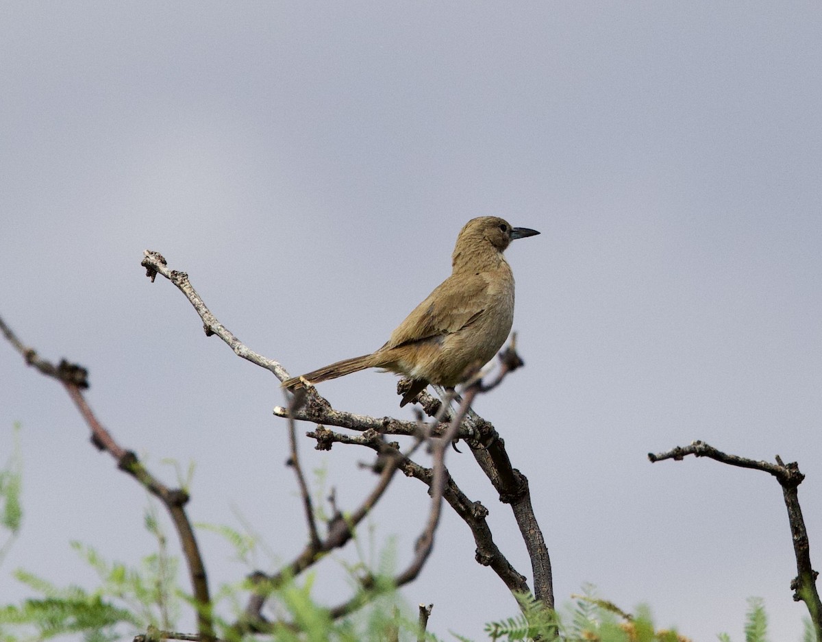 White-throated Cacholote - ML646142039