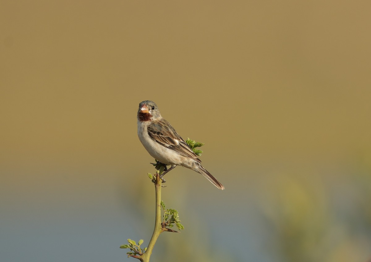 Chestnut-throated Seedeater - ML646142040
