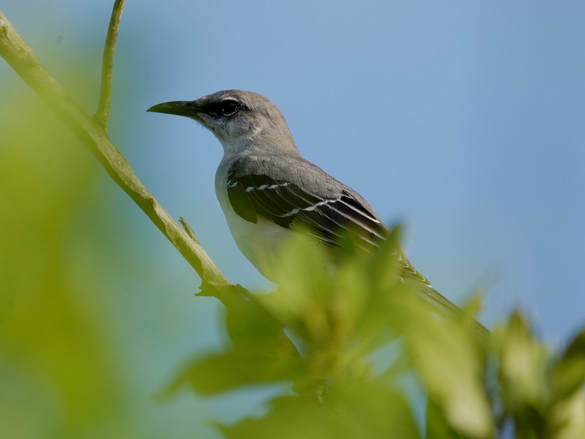 Tropikal Taklitçi - ML646142043