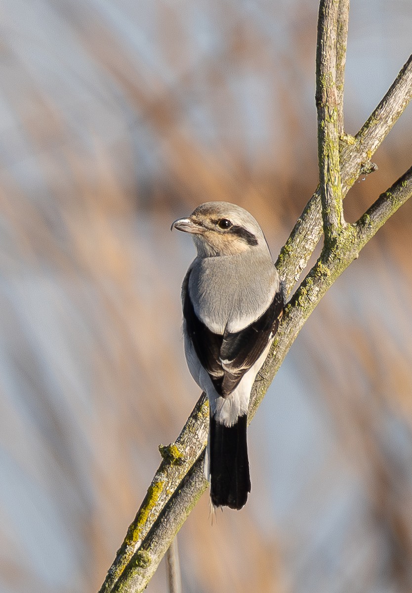 borealvarsler - ML646142045