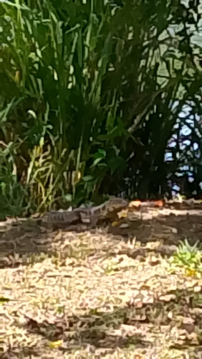 Cryptic Golden Tegu - ML646142050