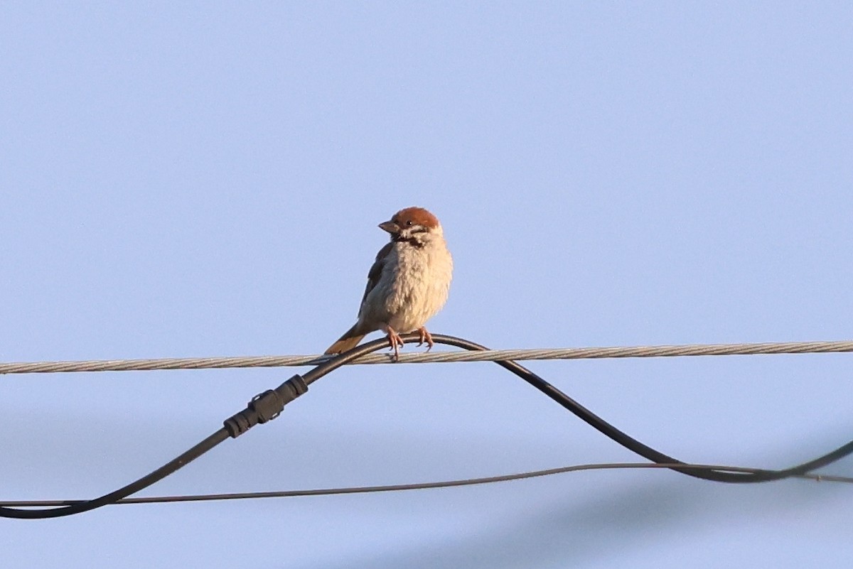 Eurasian Tree Sparrow - ML646142053